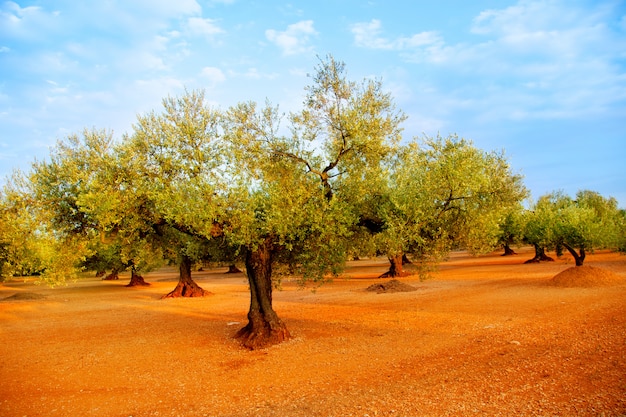 olive tree fields in red soil in Spain