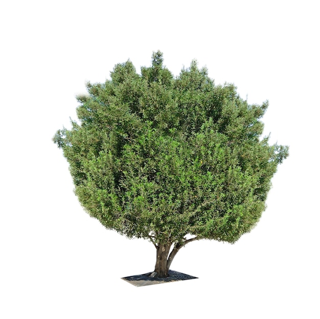 Olive tree isolated on white background Shot in Sardinia Italy