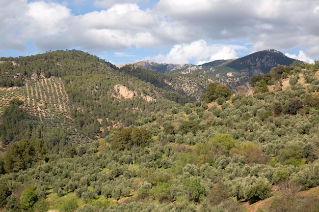 オルノス、カゾーラ セグラ、ラス ヴィラズ国立公園、ハエン、スペインの近くのオリーブの木の風景