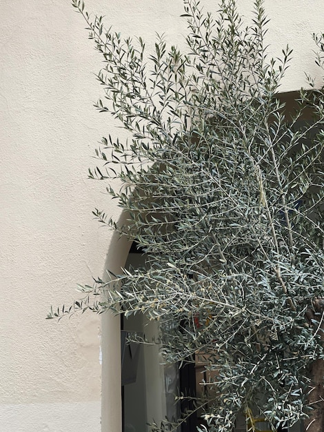 Olive tree leaves near neutral beige wall