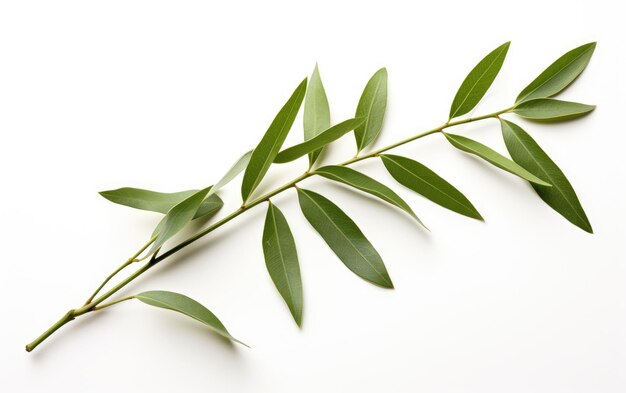 Olive Tree Leaves on White Background