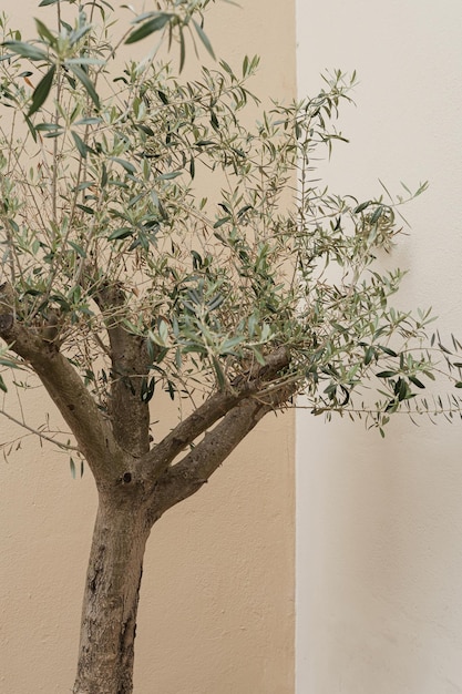 Olive tree near neutral pastel beige wall