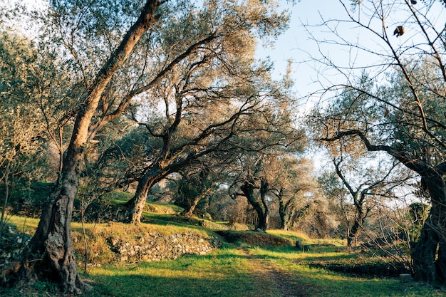 Olive tree olive groves and gardens