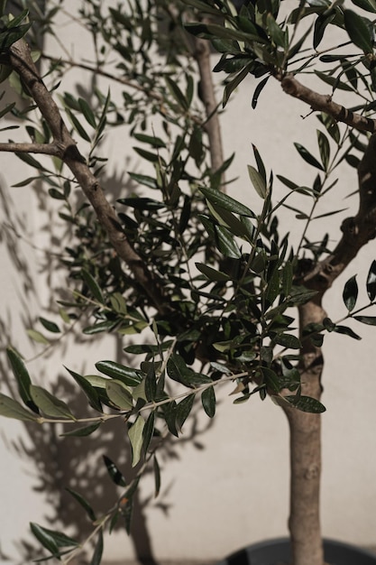 Olive tree in pot on neutral beige wall with sunlight shadows Aesthetic summer vacation travel concept