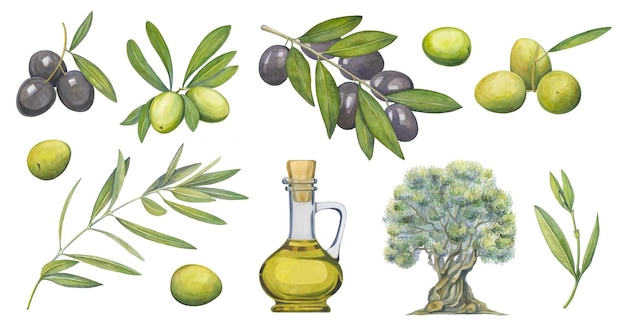 Olive tree set in a watercolor style Hand drawn watercolor olive branch Illustrations