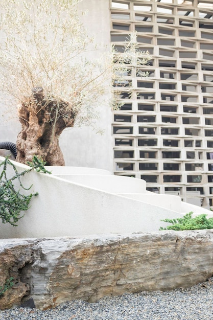 Olive tree in stone pebble garden