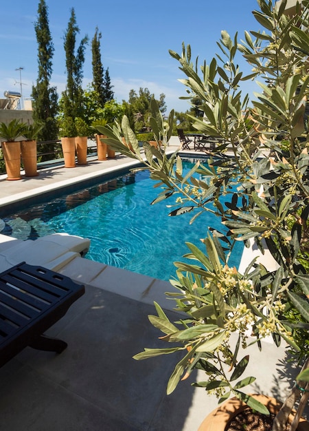 Olive tree and Swimming Pool with a gorgeous view in apartment on a Sunny hot day in Athens Greece