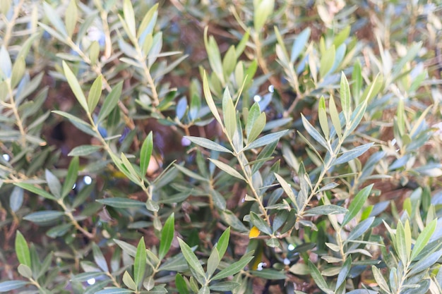 Olive tree with blurred backdrop Branches with green leaves Close up view with details