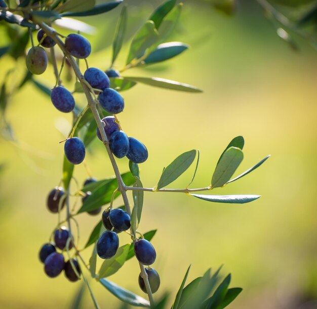 Olive tree with fruits