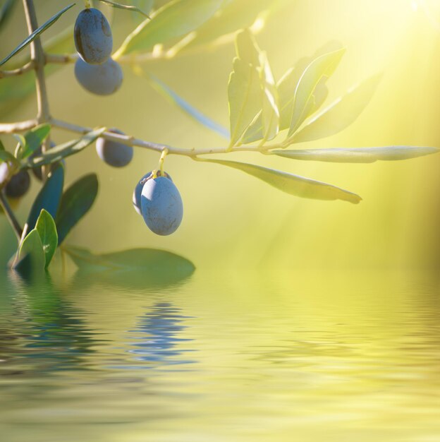 Olive tree with fruits