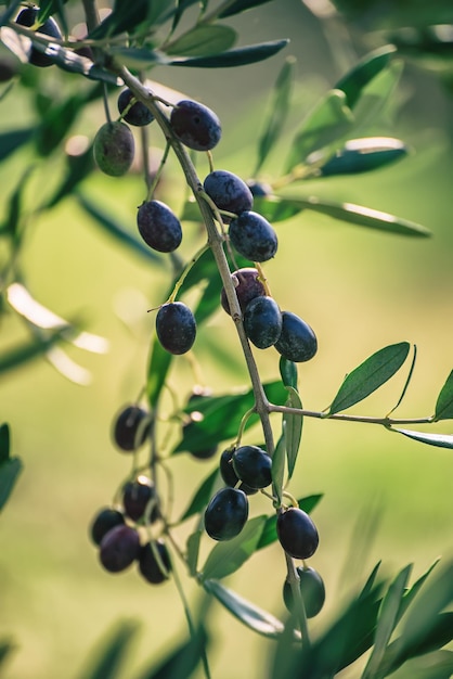 Olive tree with fruits