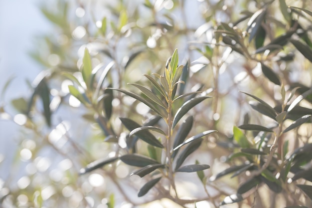 Olive tree with olive leaves in sunrise