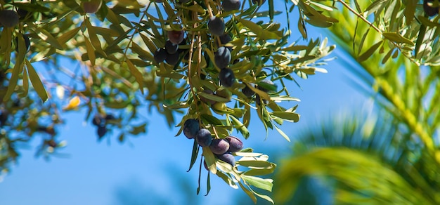 Olive tree with ripe olives. Selective focus.