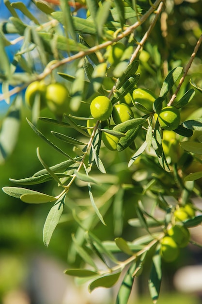 Olive tree with ripe olives. Selective focus.