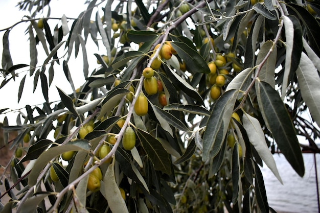 Olive tree.