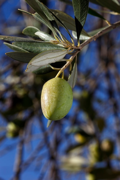 Olive tree