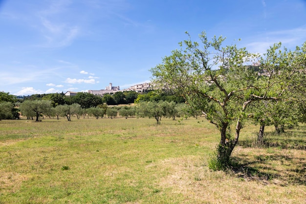 Olive trees in Assisi village in Umbria region, Italy. The town is famous for the most important Italian Basilica dedicated to St. Francis - San Francesco.