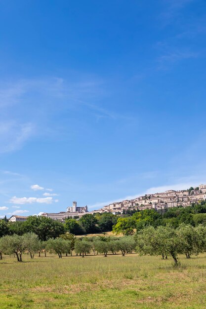 イタリア、ウンブリア地方のアッシジ村のオリーブの木この町は、聖フランチェスコサンフランチェスコに捧げられた最も重要なイタリアの大聖堂で有名です。