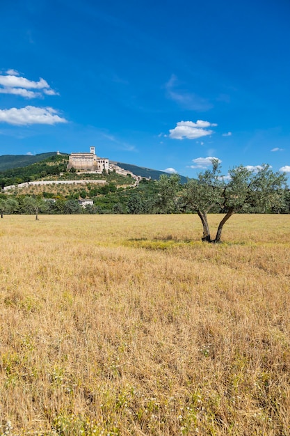 Olive trees in Assisi village in Umbria region Italy The town is famous for the most important Italian Basilica dedicated to St Francis San Francesco