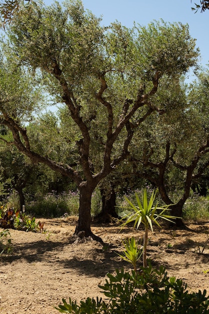 Olive Trees, Greece