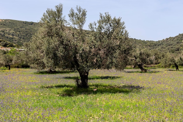 Olive trees grow in a meadow with wildflowers on a sunny spring day