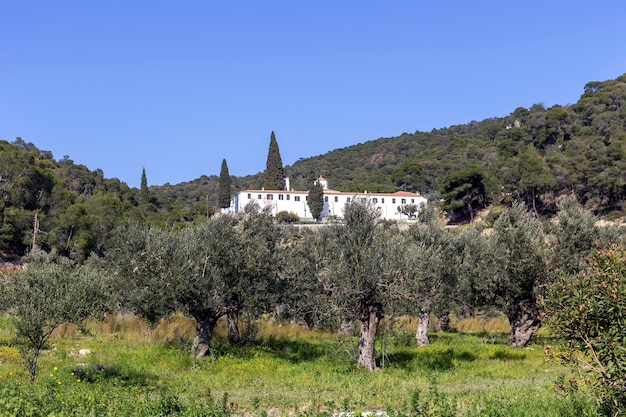 Olive trees grow in the mountains