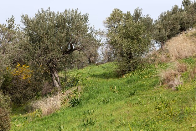 Olive trees grow in the mountains