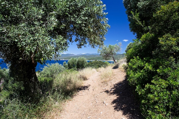 Olive trees on a hillside