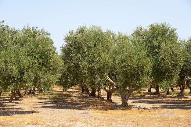 Оливковые деревья в оливковой роще на крите.