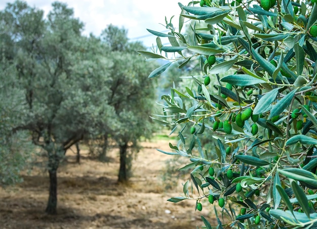 Olive trees leaves garden