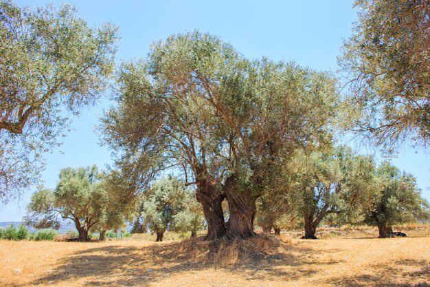 Olive trees plantation