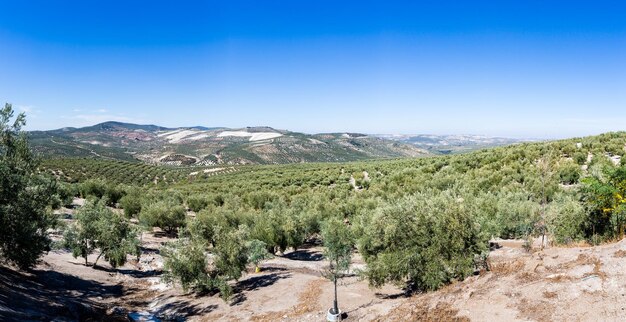 Olive trees reaching to horizon in andalucia