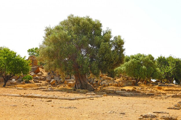 Olive trees and red ground in Siciliy, Italy