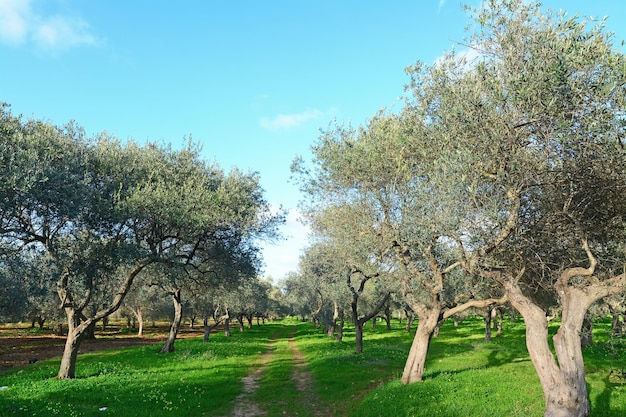 Olive trees in Sardinia italy