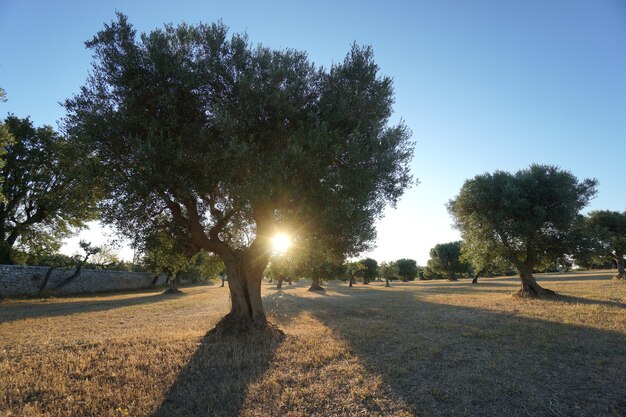 Olive trees in the Selva di Fasano