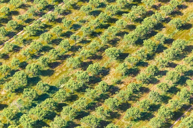 Olive trees tree on Mallorca summer from above aerial photo