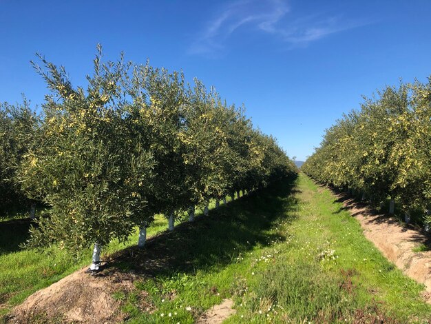 Foto alberi d'oliva