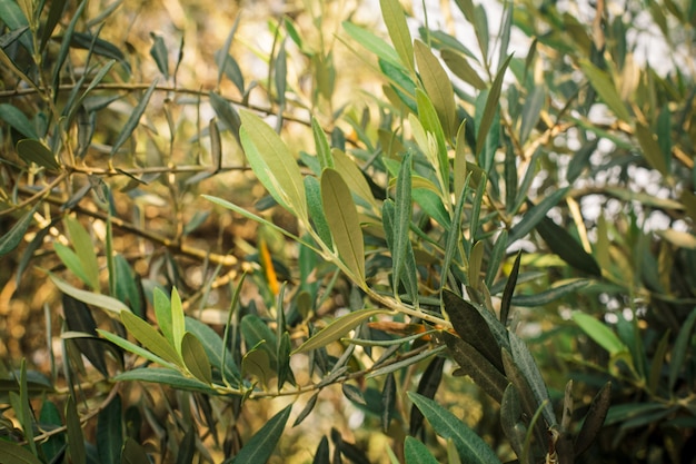 Olive trees