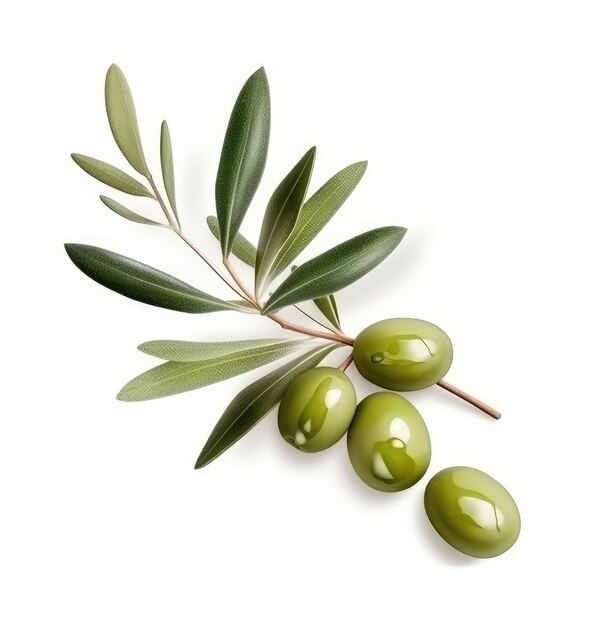 Olive twig with several olives