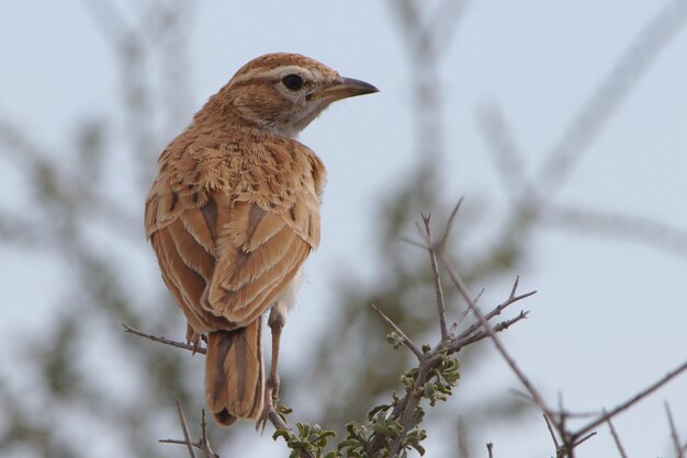 Olivebacked pipit anthus hodgsoni beautiful birds oriental\
pipit bird at farmland