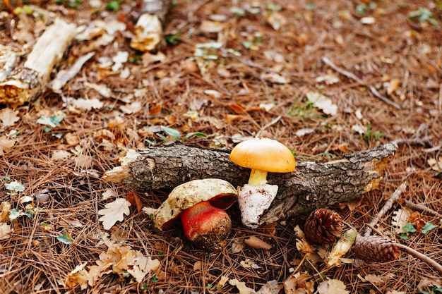 Olivebrown oak boletus luridus lies on the grass among yellow autumn oak leaves edible mushroom