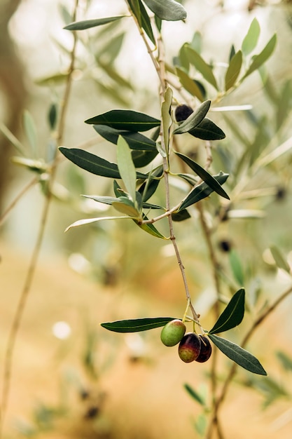 枝にオリーブ。オリーブの木の庭、地中海のオリーブ畑。熟成のさまざまな段階のオリーブ。ソフトフォーカスの背景。