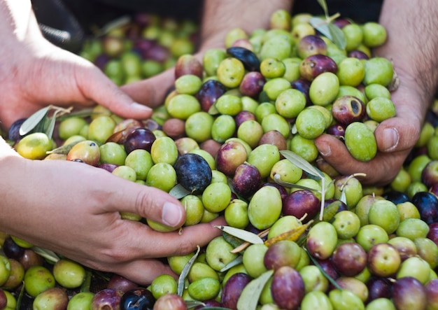 Olives in four hands