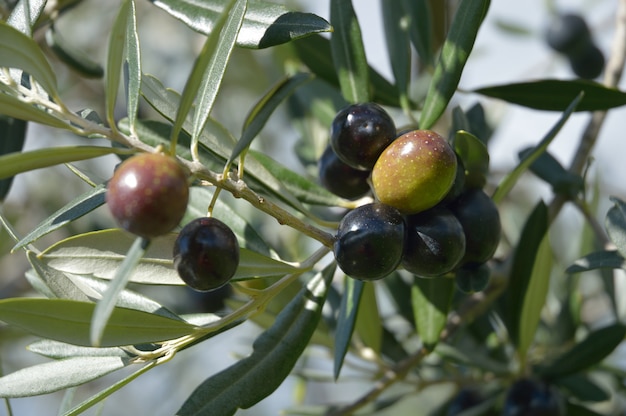 Olives hanging on the tree