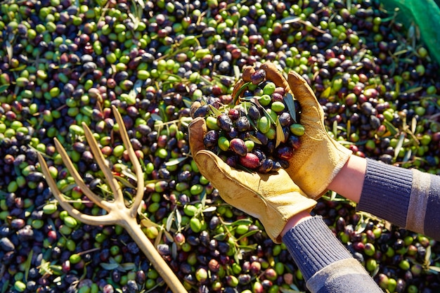 地中海で手を摘みオリーブ収穫