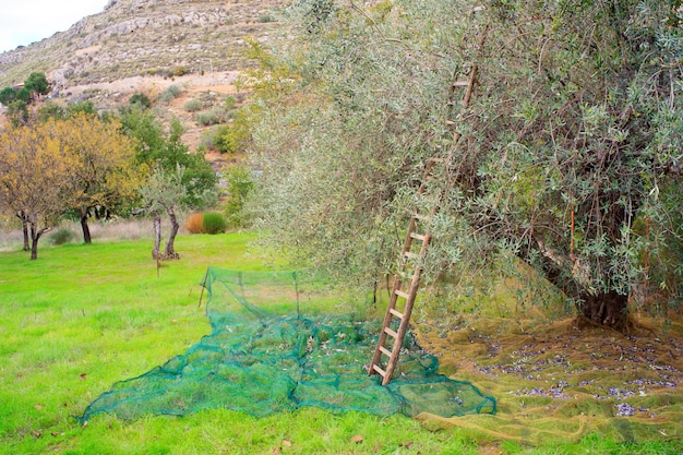 Olives harvest