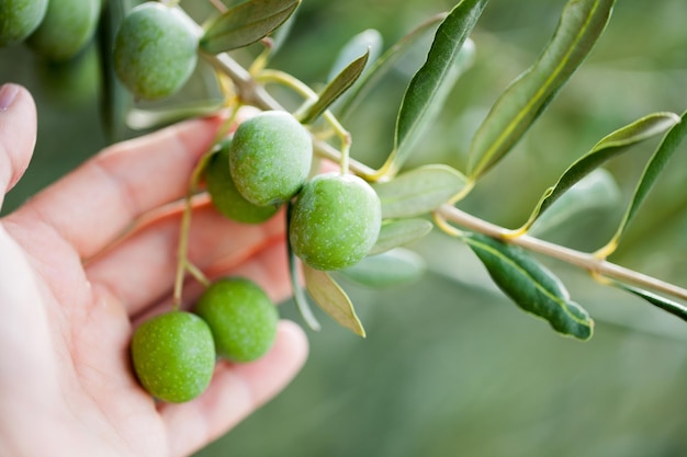 Olives on olive tree in autumn Season nature image