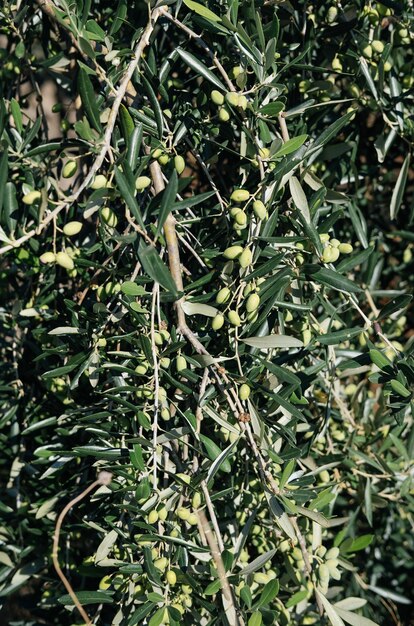 Olives on olive tree in autumn Season nature imagexA