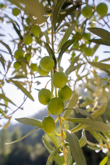 Olives on olive tree branch detail closeup of green olives fruits with selective focus and shallow d