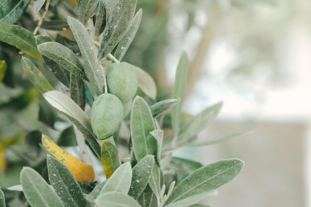 Olives on olive tree branch Olive tree